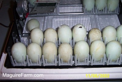 There are 12 eggs in an open incubator. One egg has a crack in the top of it