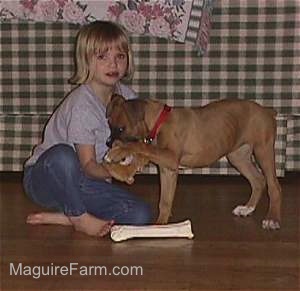 A Blonde Girl is sitting in front of a couch and A Tan Boxer Puppy is trying to get at a plush bear doll in her hands
