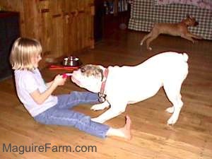 A white Bulldog is having a tug of war with blonde-haired girl. A fawm Boxer puppy is running across a hardwood floor in the background