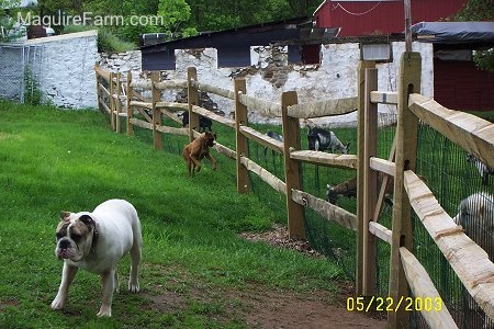 A fawn Boxer Dog is running down the fence trying to get at all the goats on the other side of the fence. White with Brown brindle Bulldog is walking along the fence