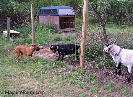 fawn Boxer Dog is running at a Black goat on the opposite side of a fence. There are two other goats watching it happen. There is a wood structure with a truck cap in the field used as a goat shelter 
