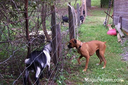 fawn Boxer dog is looking at a goat on the other side of a fence