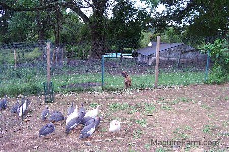 A Bunch of Guinea fowl are walking around there area. fawn Boxer Dog is sitting outside of one of the fences and looking at the fowl.