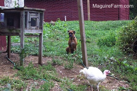 fawn Boxer dog is sitting on the outside of a fence. She is looking at a white turkey on the other side of a fence