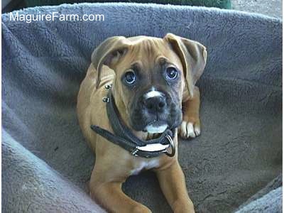 Close Up - A fawn Boxer Puppy is laying in a dog bed and looking up