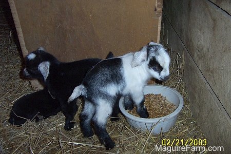A black and white kid goat is standing in the feed bowl with two other black kids standing and laying down behind it.