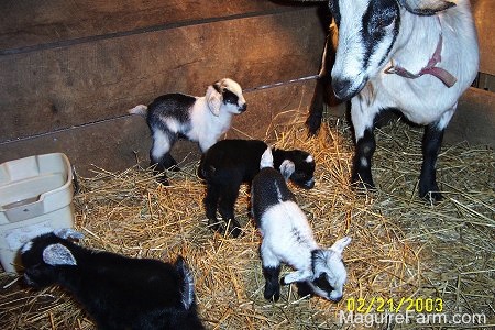 Two black and white and two black kid goats are standing in a barn stall full of hay. There is a plastic tan bucket of water in the top left corner. There is a black and white goat standing against the wood stall wall.