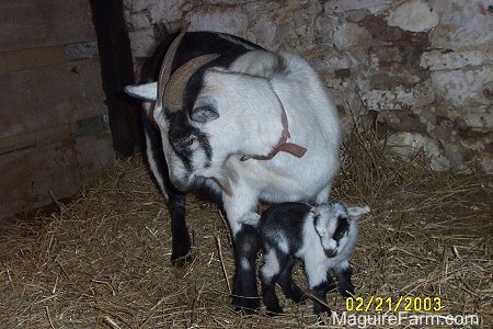 A black and white kid goat is standing under its mother who is also black and white. They are in a barn stall lined with fresh hay.