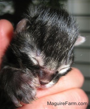 Close up - the face of a newborn medium-haired tiger kitten in a person's hand