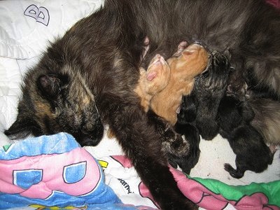 A calico cat nursing her newborn kittens on top of a Barney the Purple Dinosaur blanket.