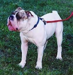 A white with brown brindle bulldog is barking while standing in grass hooked to a red leash