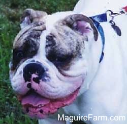 Close Up - A White with brown brindle Bulldog is standing in a yard. Its mouth is open and tongue is out, slightly