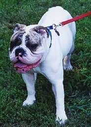 A White and brown brindle bulldog is standing in a yard and looking up. Its mouth is open and tongue is out