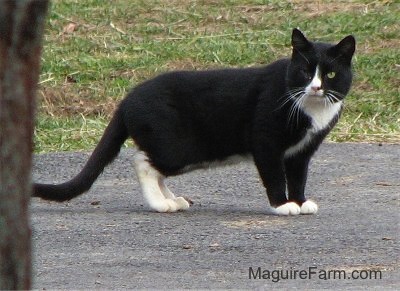 A one-eyed black cat with white on the chest, back legs, front paws, neck and nose.