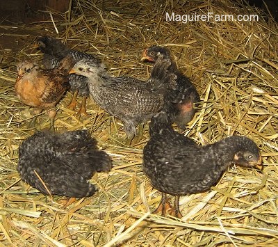 Six new chickens, courtesy of Newman College. These chickens were raised by 