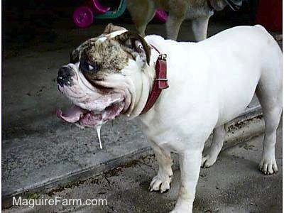 A White with brown Bulldog is drooling. Its mouth is open and tongue is out. There is another dog behind it