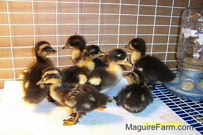 Seven ducklings are standing on a paper towel in a cage and there is a food dispenser behind them