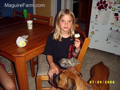 A blonde girl sitting at a wooden kitchen table eating ice cream with a little gray kitten on her lap and a boxer dog in front of her.