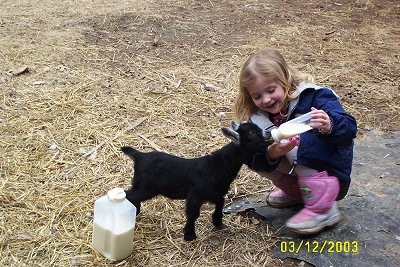 A 5-year-old blonde-haired girl in pink boots is feeding a bottle of milk to little black kid goat.
