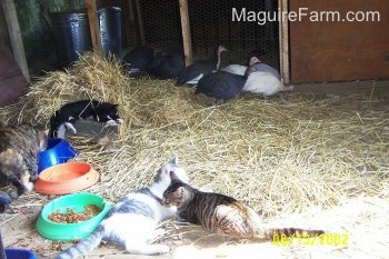Four cats are laying in hay with cat food bowls around them. There are five guineas on the outside of the coop staying close to the coop door. There are more guineas still inside of the coop.