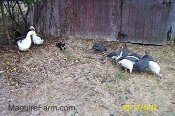A flock of ducks are standing under a tree. A black with white cat is laying to the right of them. To the right of the cat there is a flock of guinea fowl pecking at the dirt. They are all next to the barn.