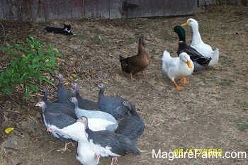 A flock of guineas are walking to the left outside and the flock of ducks are not moving. There is a black with white Cat in the background laying down next to the barn
