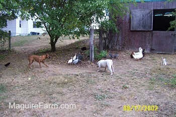 The guinea fowl are standing together under a tree. A fawn Boxer dog and white with brown bulldog are moving toward the birds. There is a flock of ducks standing near a barn. There is a grey and white cat sitting next to the ducks