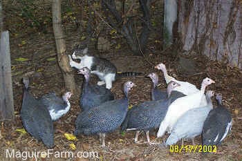 A grey and white cat is scratching a tree next to the flock of guinea fowl birds