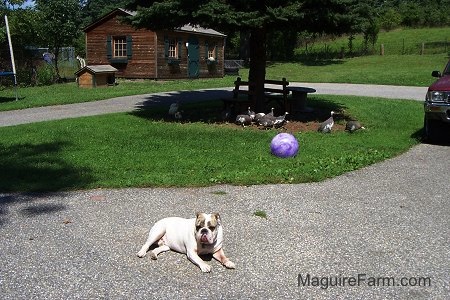 A white with brown brindle Bulldog is laying on a black top. There is a group of Guinea Fowl under a tree. There is a big Purple ball in a tree next to the Bulldog