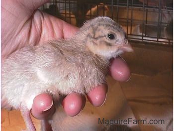 Close Up - A light colored keet is being held in a persons hand