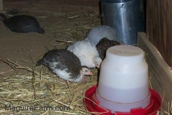 Three keets are drinking out of a water dispenser. 