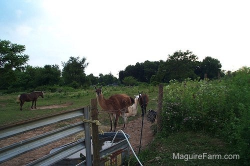 llamas and a pony are standing in a field in front of a fence