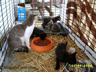An adult gray and white cat inside of a dog crate lined with hay with a litter of kittens. There are food and water bowls and a litter box inside with them.