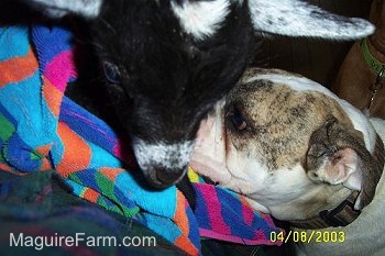 Close Up - A white with brown brindle Bulldog is licking the face of a black and white baby goat. The baby goat is wrapped in a colorful towel