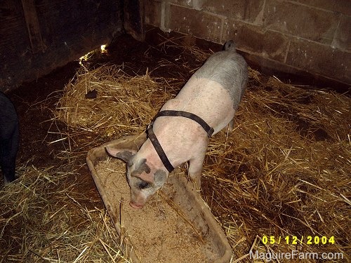 A gray and pink pig is digging into a trough