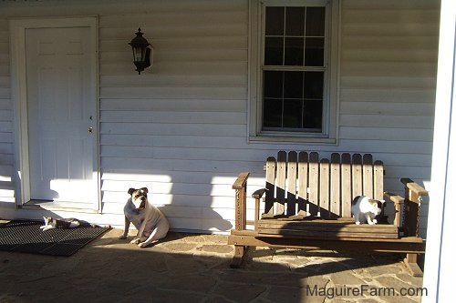 Spike the Bulldog on a stone porch of a white farm house with a cat on his left in front of the door and a cat on the right on a wooden glider bench.