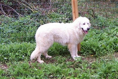 A Great Pyrenees is standing in front of a wired fence with its mouth open and tongue out with green weeds all around it