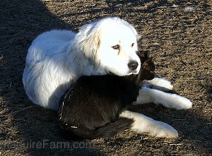 A Great Pyrenees is laying in a dirt field with her head over the back of a black cat that is sitting next to her paws
