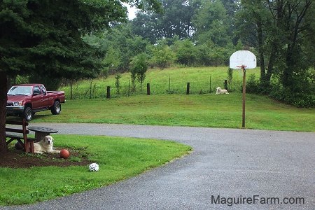 A Great Pyrenees is laying in a yard under a wooden table. There is a basketball and a soccer ball next to it. There is a Great Pyrenees laying at a fence line and a red Toyota pick-up truck parked in the grass to the left.