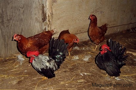 Three hens,a black with white Rooster and a black rooster are standing in a barn