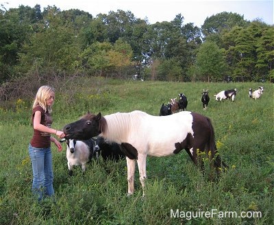 The brown and white paint pony is eating the carrot in the hand of a blonde haired girl and the goats are beginning to get closer.
