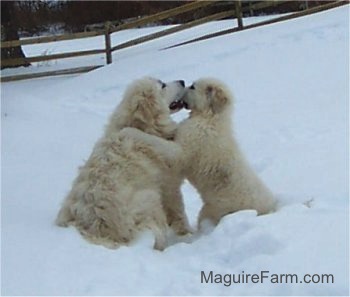 A Great Pyrenees puppy and an adult dog are sitting in deep snow. They are face to face playfully biting each others snouts