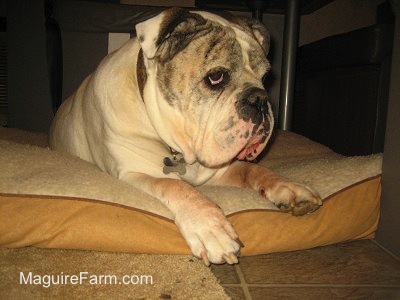 Close up - A White with brown brindle bulldog is laying under a table on a dog bed