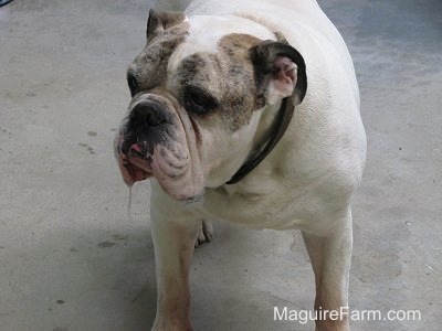 Close Up - A white with brown brindle Bulldog is standing on a concrete surface. He is drooling a lot