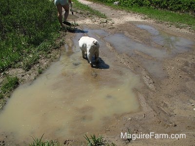 The white with brown brindle Bulldog is walking through mud and being led on a walk by a person