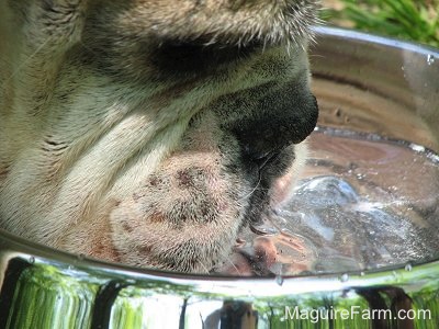 Close Up - A white and brown brindle Bulldog is drinking water out of a metal water bowl.