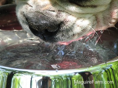 Close Up - A white and brown brindle Bulldog is drinking water out of a metal water bowl and leaving behind drool