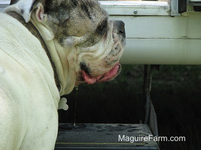 Close Up - A white with brown brindle Bulldog is standing in front of the steps of a camper trailer. He is drooling heavily