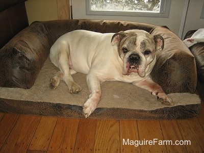 A White with brown brindle Bulldog is laying in a dog bed. The Bed is in front of a window