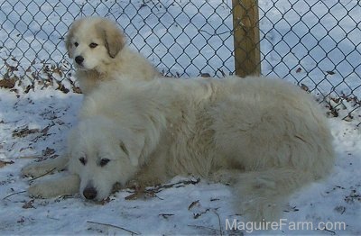 A Great Pyrenees puppy is sitting behind a Great Pyrenees Dog that is laying in a field of snow. There is a chainlink fence behind them
